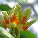 Liriodendron tulipifera