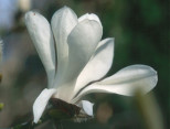 Magnolia 'Emma Cook'