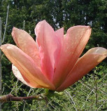 Magnolia 'Flamingo'