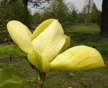 Magnolia 'Honey Liz'
