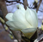 Magnolia hetapeta