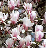 Magnolia soul. 'Amabilis'